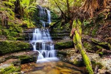 Popüler Myrtle Gully Falls Wellington Dağı 'nın yamaçlarında Hobart, Tazmanya, Avustralya' da sıcak bir bahar günü yer almaktadır.