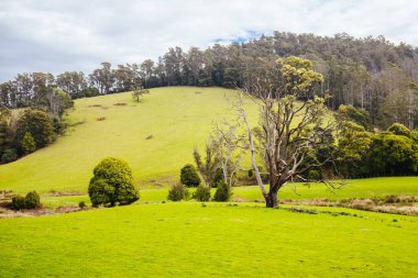 Tazmanya Avustralya 'da güneşli bir bahar gününde Pyengana' daki yeşil otlaklar