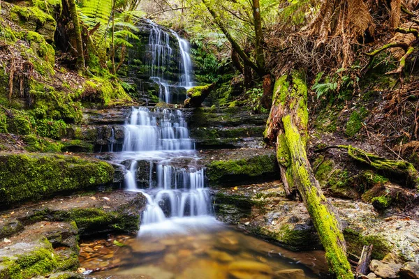 Népszerű Myrtle Gully Falls Található Lejtőin Wellington Egy Meleg Tavaszi — Stock Fotó