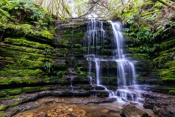 Popular Myrtle Gully Falls Situated Slopes Wellington Warm Spring Day — Stock Photo, Image