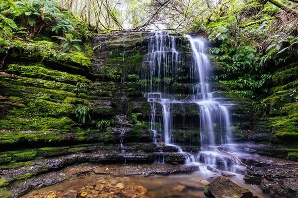 Népszerű Myrtle Gully Falls Található Lejtőin Wellington Egy Meleg Tavaszi — Stock Fotó