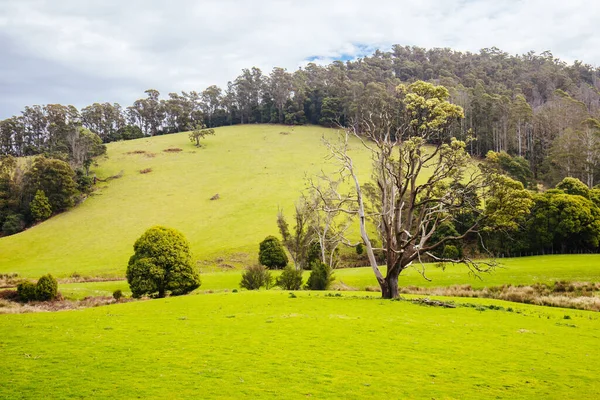 Pastagens Verdes Pyengana Dia Ensolarado Primavera Tasmânia Austrália — Fotografia de Stock