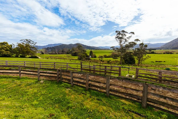 Pastagens Verdes Pyengana Dia Ensolarado Primavera Tasmânia Austrália — Fotografia de Stock