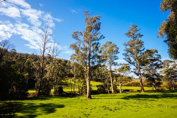 Verdi Pascoli Pyengana Una Soleggiata Giornata Primaverile Tasmania Australia — Foto Stock