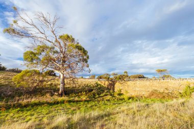 Ünlü Dikenli Köprü ve çevresindeki manzara mahkumlar tarafından 19. yüzyılın ortalarında Tazmanya, Avustralya 'da Swansea yakınlarında inşa edildi.