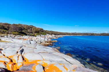 Lichen, Avustralya 'nın Binalong Körfezi' ndeki Yangınlar Körfezi 'ndeki Point of Nature Recreation Area' daki Skeleton Bay Walk Humbug 'daki kaya oluşumlarını araştırdı.