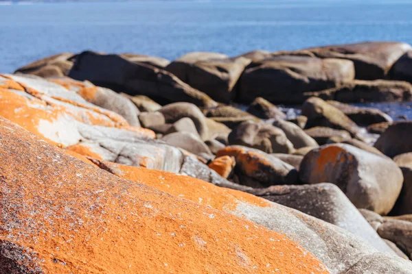 Lichen Cubrió Formaciones Rocosas Skeleton Bay Walk Humbug Point Nature — Foto de Stock