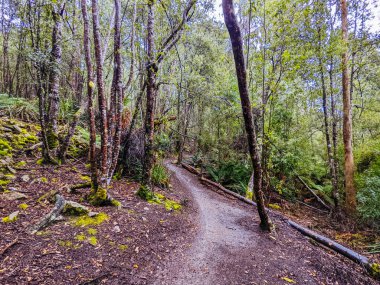 DERBY, AUSTRALIA - 24 EPTEMBER 2022: Derbi, Tazmanya, Avustralya 'da ilkbahar döneminde popüler ve Blue Derby dağ bisikleti izleme ağında Uzun Gölgeler