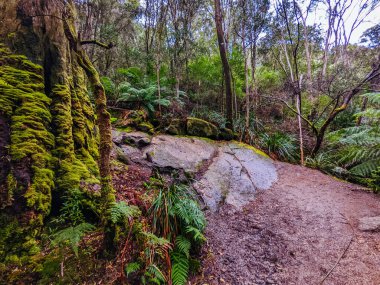 DERBY, AUSTRALIA - 24 EPTEMBER 2022: Derbi, Tazmanya, Avustralya 'da ilkbahar döneminde popüler ve Blue Derby dağ bisikleti patikası ağında çıngıraklı yılanlar
