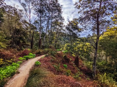 DERBY, AUSTRALIA - 24 EPTEMBER 2022: Derbi, Tazmanya, Avustralya 'da ilkbahar döneminde popüler ve Blue Derby dağ bisikleti izleme ağında Axehead patikası