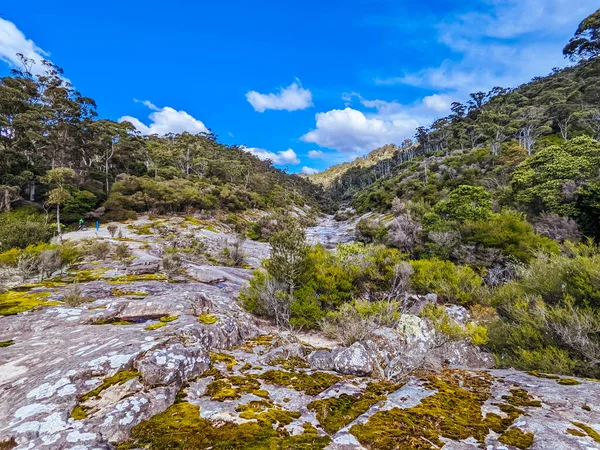 DERBY, AUSTRALIA - SEPTEMBER 24, 2022: Devil Wolf crossing near Axehead trail at the popular and Blue Derby mountain bike trail network during springtime in Derby, Tasmania, Australia