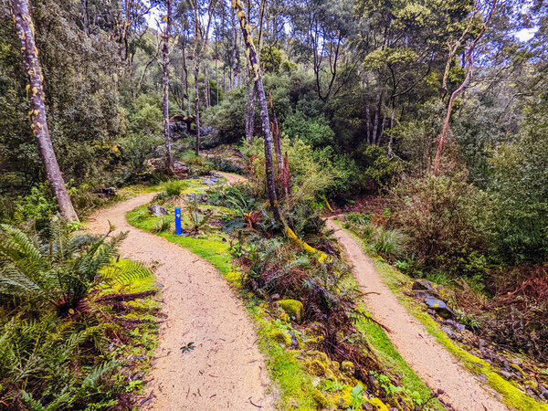 DERBY, AUSTRALIA - SEPTEMBER 24, 2022: Axehead trail at the popular and Blue Derby mountain bike trail network during springtime in Derby, Tasmania, Australia