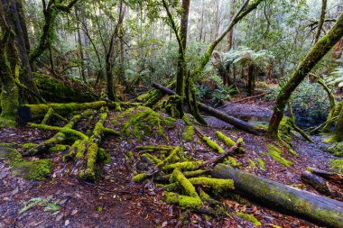 Tazmanya, Avustralya 'da soğuk bir bahar öğleden sonrasında, Ulusal Parkı' ndaki Russell Şelalesi yakınlarındaki yollar ve manzaralar.