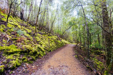 Tazmanya, Avustralya 'da soğuk bir bahar öğleden sonrasında Ulusal Parkı' ndaki görkemli Russell Şelalesi 'nin yanında izler var.
