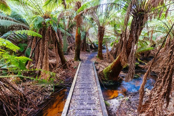 Tor Prowadzący Halls Falls Ciepły Wiosenny Dzień Pyengana Tasmania Australia — Zdjęcie stockowe