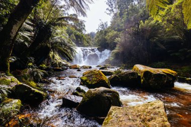 Pyengana, Tazmanya, Avustralya 'da ılık bir bahar gününde bolca su bulunan popüler Halls Falls manzarası