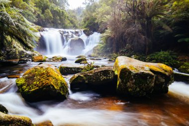 Pyengana, Tazmanya, Avustralya 'da ılık bir bahar gününde bolca su bulunan popüler Halls Falls manzarası