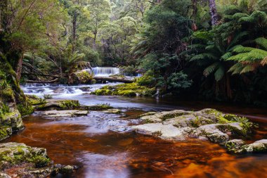 Pyengana, Tazmanya, Avustralya 'da ılık bir bahar gününde bolca su bulunan popüler Halls Falls manzarası