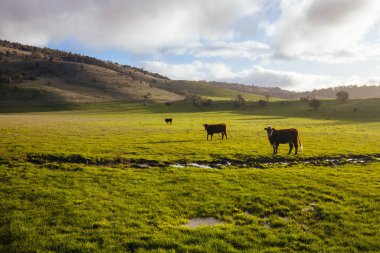 Avustralya 'nın Tazmanya kentindeki New Norfolk yakınlarındaki Bushy Park' ta gün batımında bahar manzarası