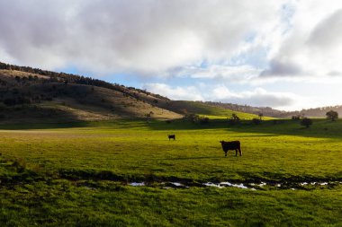 Avustralya 'nın Tazmanya kentindeki New Norfolk yakınlarındaki Bushy Park' ta gün batımında bahar manzarası