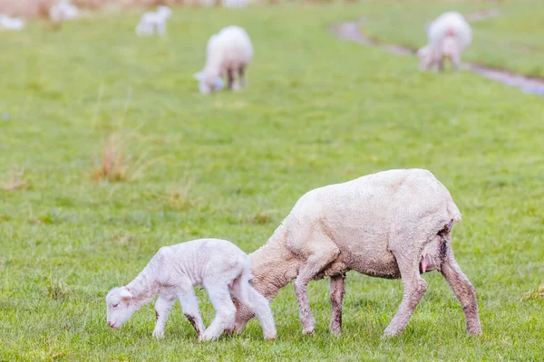 Sheep in a field near Swansea and Freycinet Peninsula on a warm spring day in Tasmania, Australia