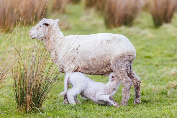 Moutons Dans Champ Près Swansea Péninsule Freycinet Par Une Chaude — Photo