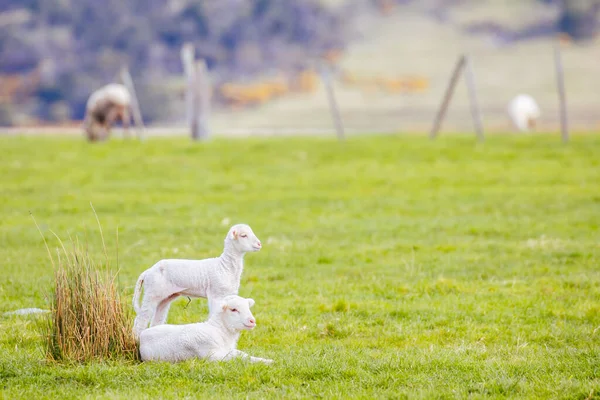 Moutons Dans Champ Près Swansea Péninsule Freycinet Par Une Chaude — Photo