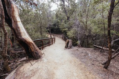 Freycinet Yarımadası 'ndaki patikalar ve manzaralar Freycinet Ulusal Parkı, Tazmanya, Avustralya' da ılık ve nemli bir bahar gününde yürüyüş yapar.