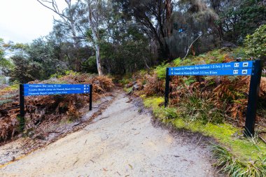 Freycinet Ulusal Parkı, Tazmanya, Avustralya 'da ılık ve nemli bir bahar gününde ikonik Freycinet Yarımadası' nda yürüyüş.