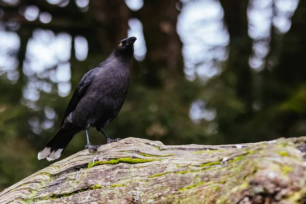 Currawong Noir Près Cradle Mountain Tasmanie Australie — Photo