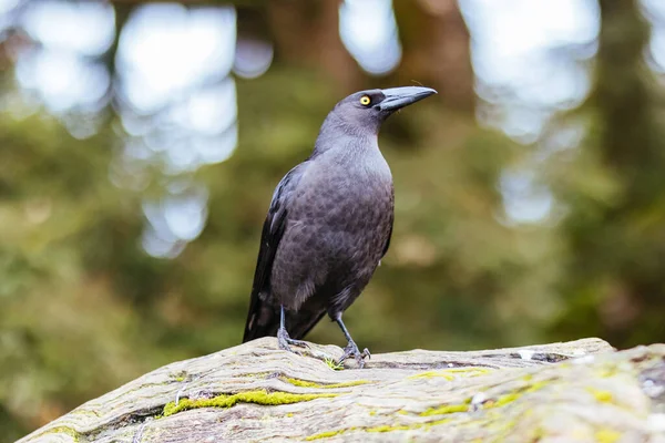 Currawong Preto Perto Cradle Mountain Tasmânia Austrália — Fotografia de Stock