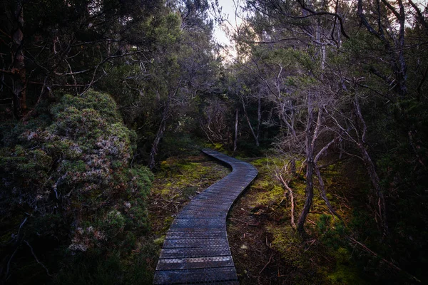 Popular Enchanted Walk Landscape Cool Spring Afternoon Cradle Mountain Tasmania — Stock Photo, Image