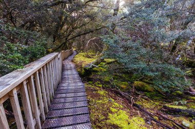 Popüler Büyülü Yürüyüş ve manzara serin bir bahar öğleden sonra Beşik Dağı, Tazmanya, Avustralya 'da