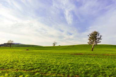 Tazmanya Avustralya 'nın Derby kasabası yakınlarındaki güneşli bir bahar gününde gün batımına yakın çiftlik arazisi.