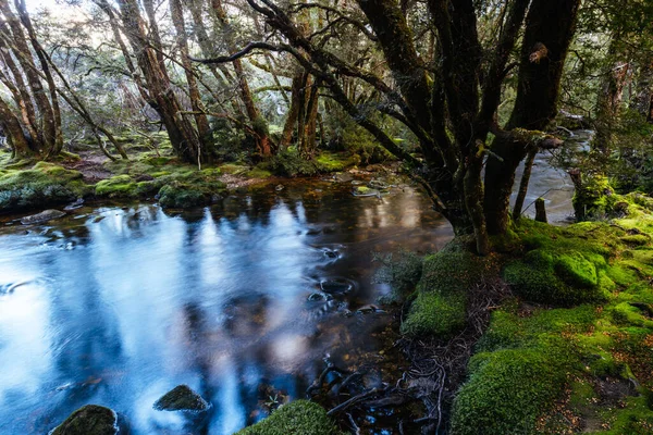 Popular Enchanted Walk Landscape Cool Spring Afternoon Cradle Mountain Tasmania — Stock Photo, Image