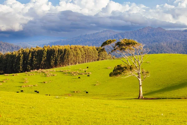 Landskap Nær Solnedgang Kald Solskinnsdag Nær Derby Tasmania Australia – stockfoto