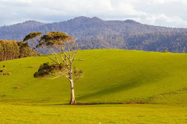 Paisagem Agrícola Perto Pôr Sol Dia Fresco Primavera Ensolarado Perto — Fotografia de Stock