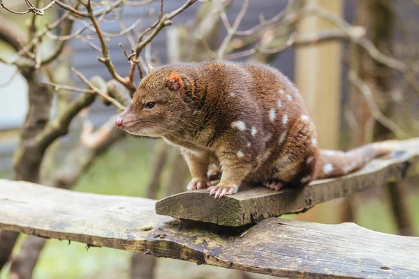 Spotted Tailed Quoll Spotted Cradle Mountain Tasmania Australia — Stock Photo, Image