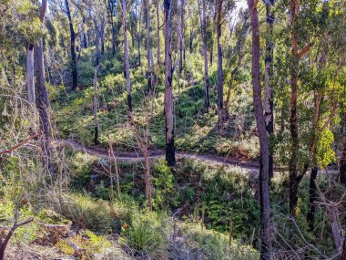 St. Helens Dağı bisiklet yolu ağı St Helens, Tazmanya, Avustralya 'da bahar mevsiminde 20 Eylül 2022