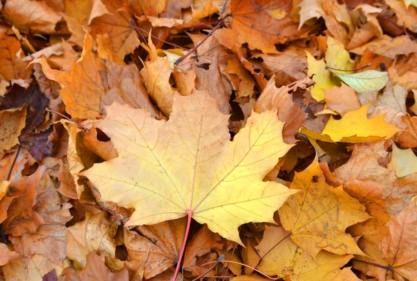 Magiczna jesień kolorowy — Zdjęcie stockowe