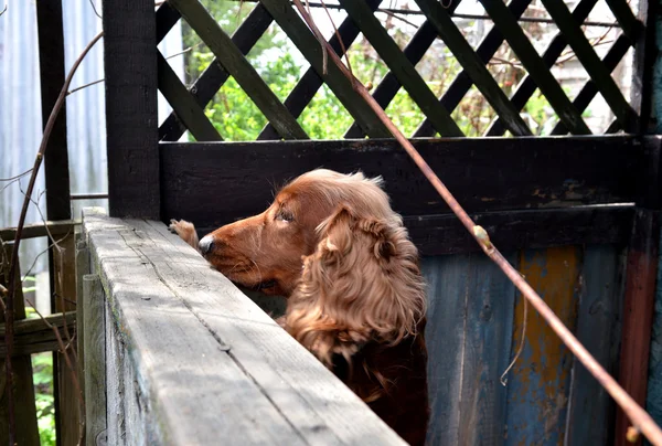 cocker spaniel köpek çiti arıyorsunuz