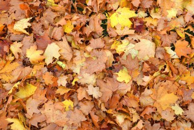 sihirli renkli sonbahar