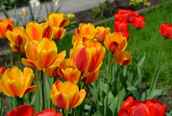 Field of red tulips with blue sky and starburst sun — Stock Photo, Image