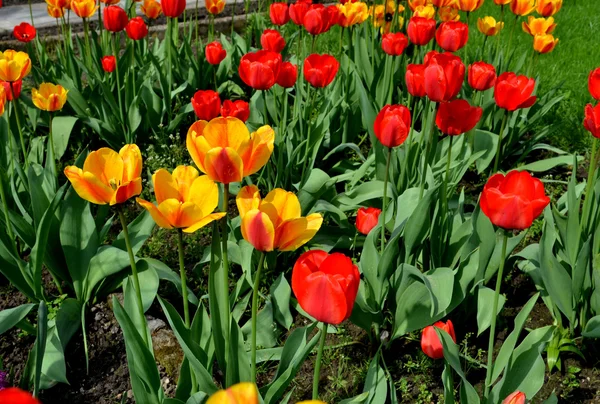 Närbild av orange tulip med gula och Röda tulpaner bakgrund jag — Stockfoto