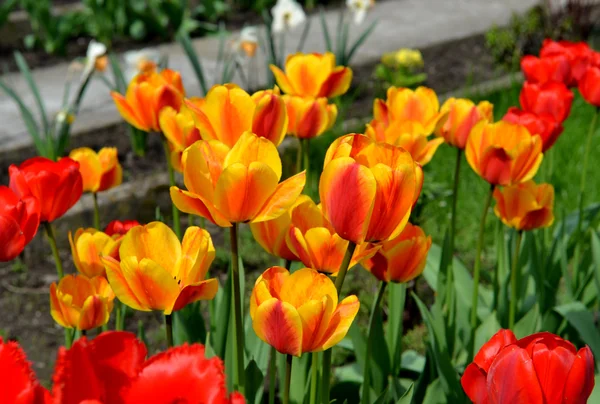 Close-up of orange tulip with yellow and red tulips background i — Stock Photo, Image