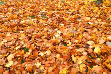 sihirli renkli sonbahar