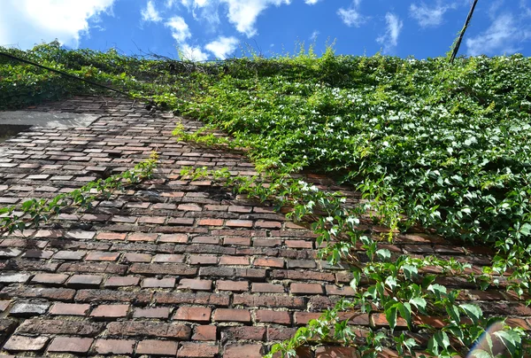Восхождение зеленый плющ на старой кирпичной стене на открытом воздухе против голубого неба — стоковое фото