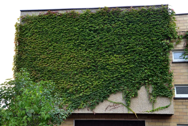 Whole home facade covered in green ivy — Stock Photo, Image