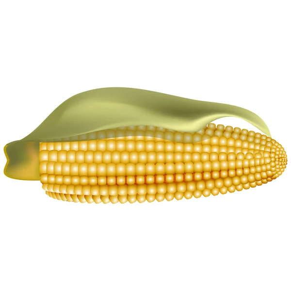 Кукуруза — стоковый вектор