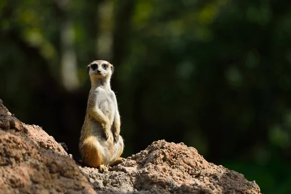 Meerkats is looking up — Stock Photo, Image